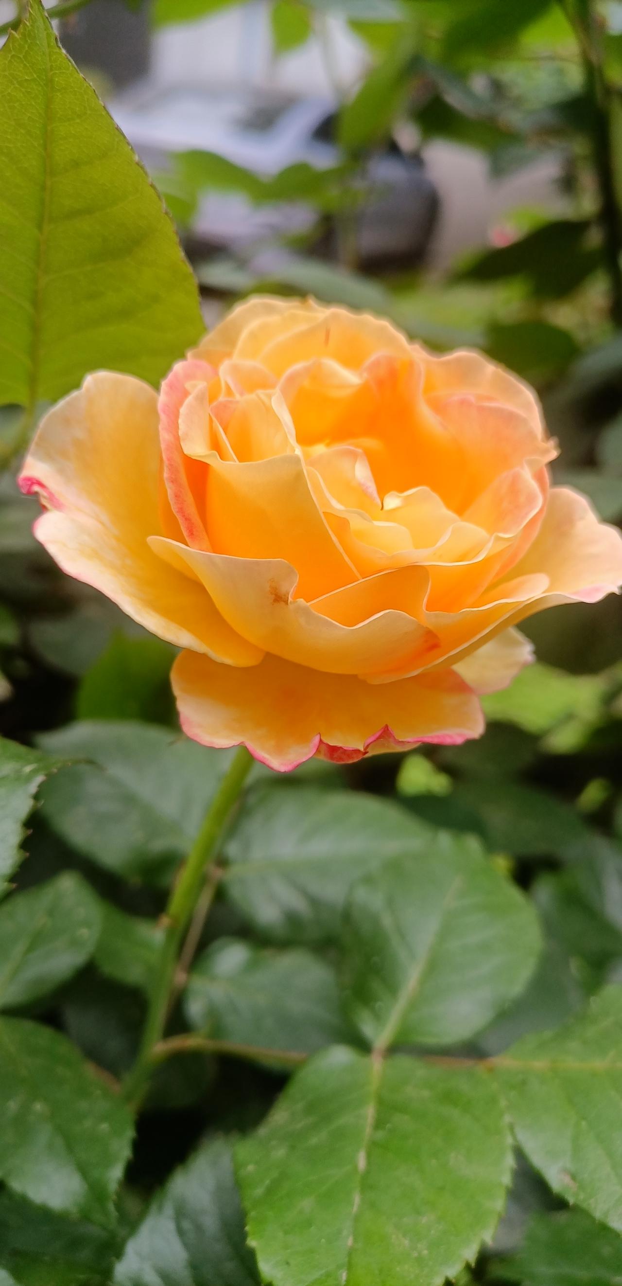 【春之韵·只做自己的月季花】今日分享随手拍照片与所爱的人长期相处的秘诀是，放