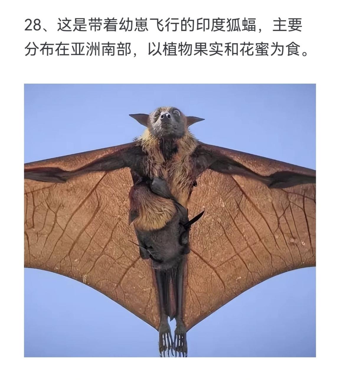 这是带着幼崽飞行的印度狐蝠，主要分布在亚洲南部，以植物果实和花蜜为食