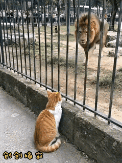 隔着栅栏面对雄狮的咆哮，一只流浪猫两次主动挥爪掌掴猛兽，这段充满反差名场面的视频