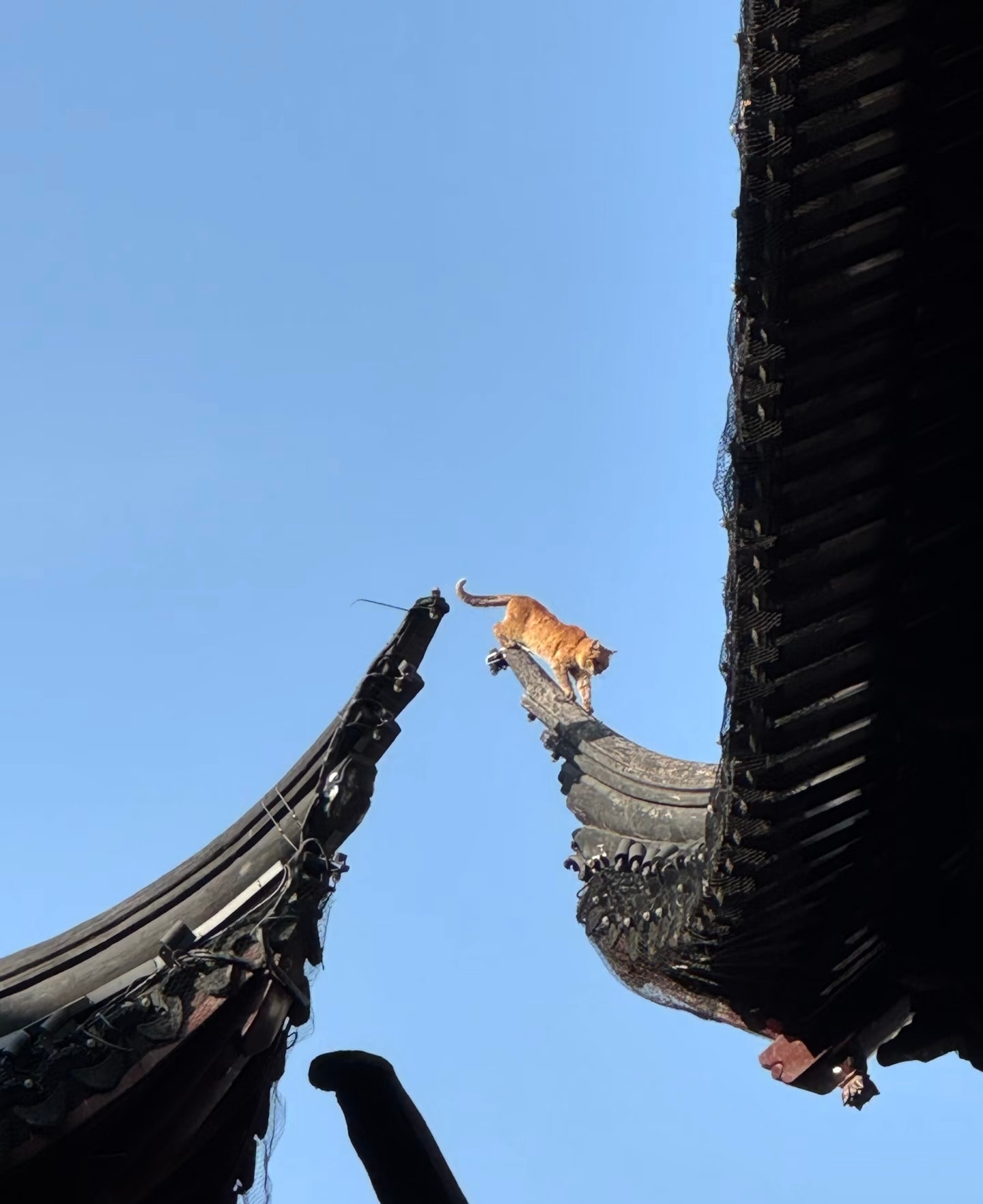 猫猫友好型建筑