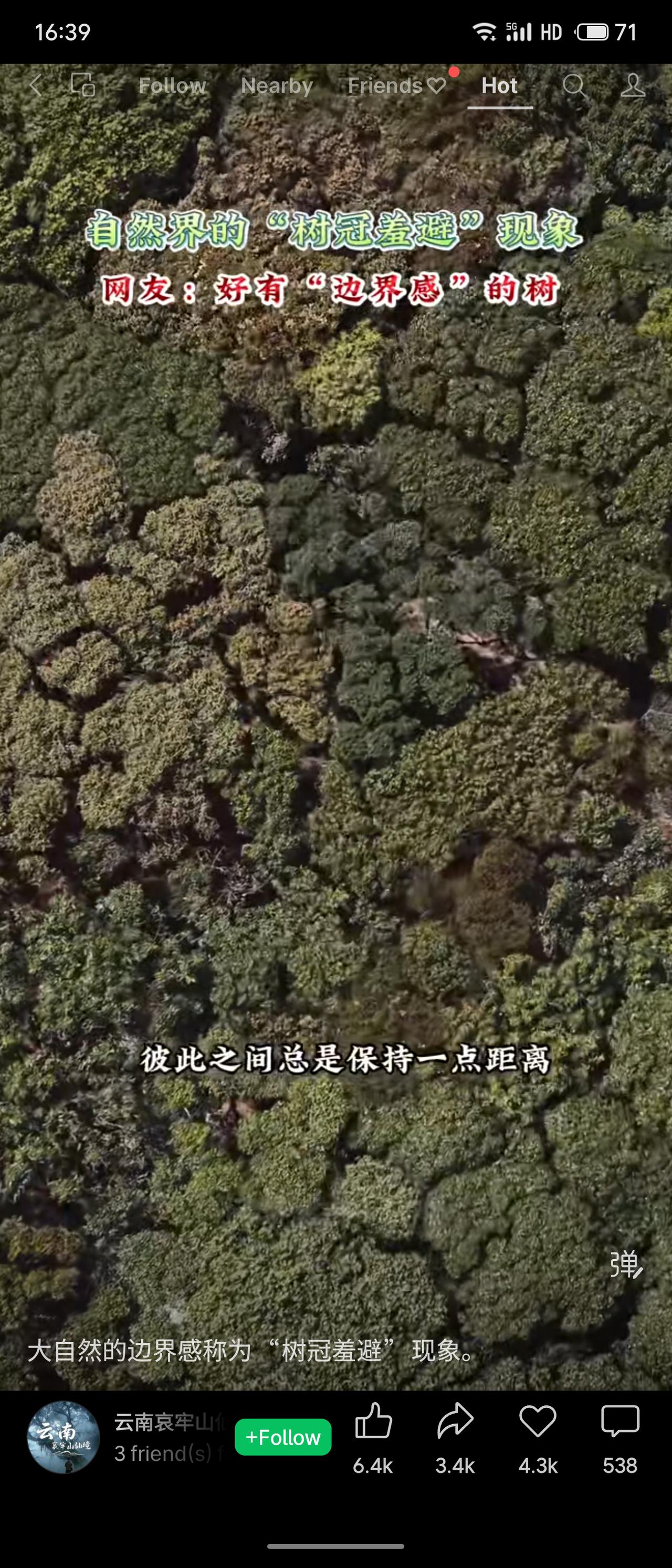 自然界有趣的“树冠羞避”现象：相邻树木的树冠互不遮挡，形成一条条清晰的缝隙，仿佛