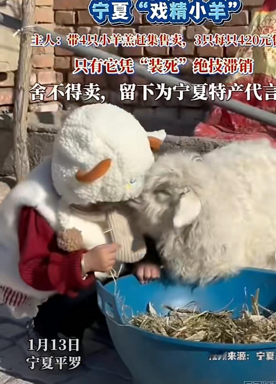 宁夏小羊″看人下菜碟″，见大人秒装死遇小孩狂撒娇，13万天价不卖！