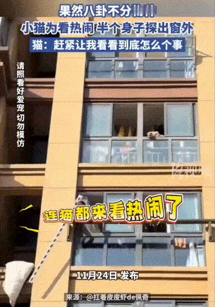 真是笑不活！江苏一女生正在楼下指挥楼上的老公拿杆子勾被风吹跑的被子呢，抬头一看直