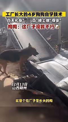 这下科学也解释不清了！近日山西朔州，武女士有一家饲料加工厂，四年前收养了一只狗狗