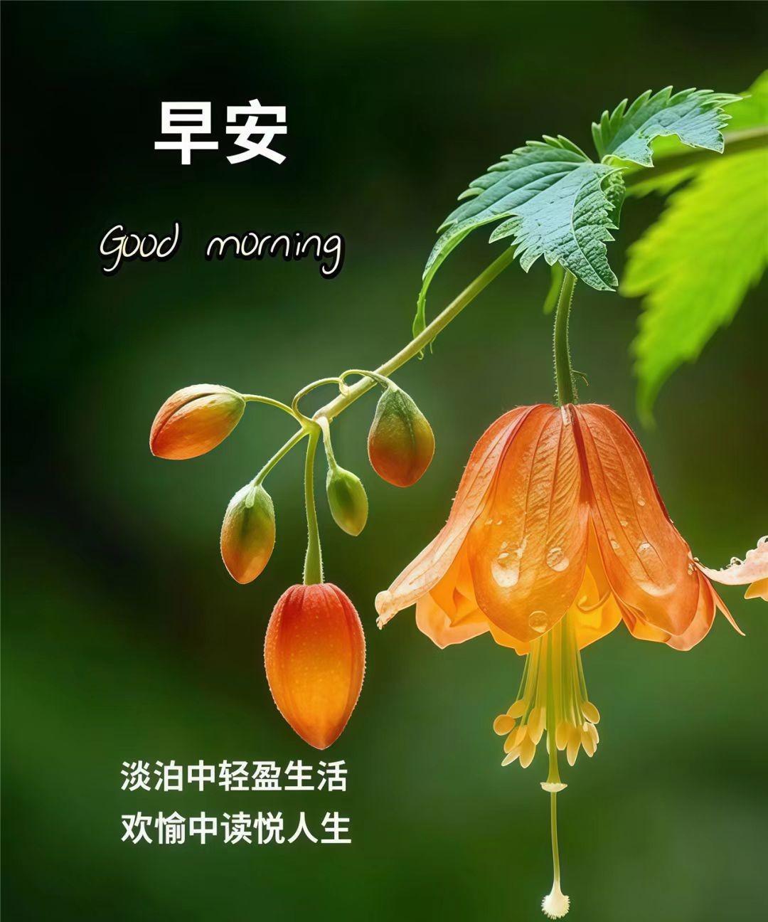 早安！当晨露还挂在花朵上，新的一天就此开启。周五，本就自带让人愉悦的魔力。生活