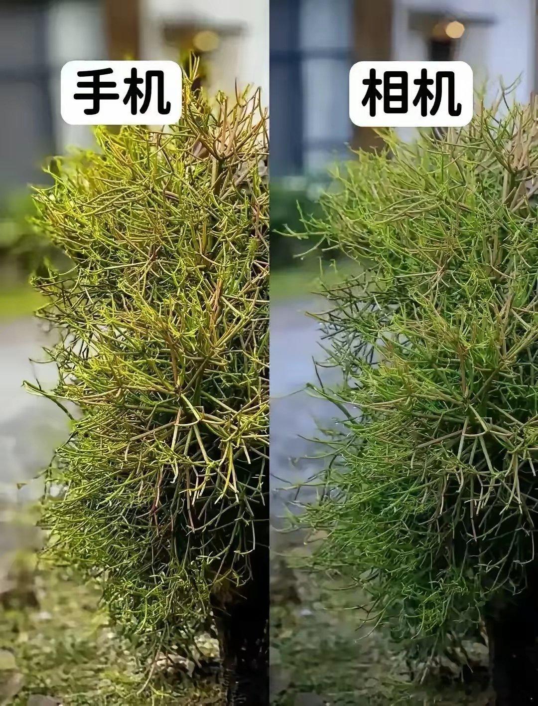 充分证明，手机永远替代不了相机。​​​