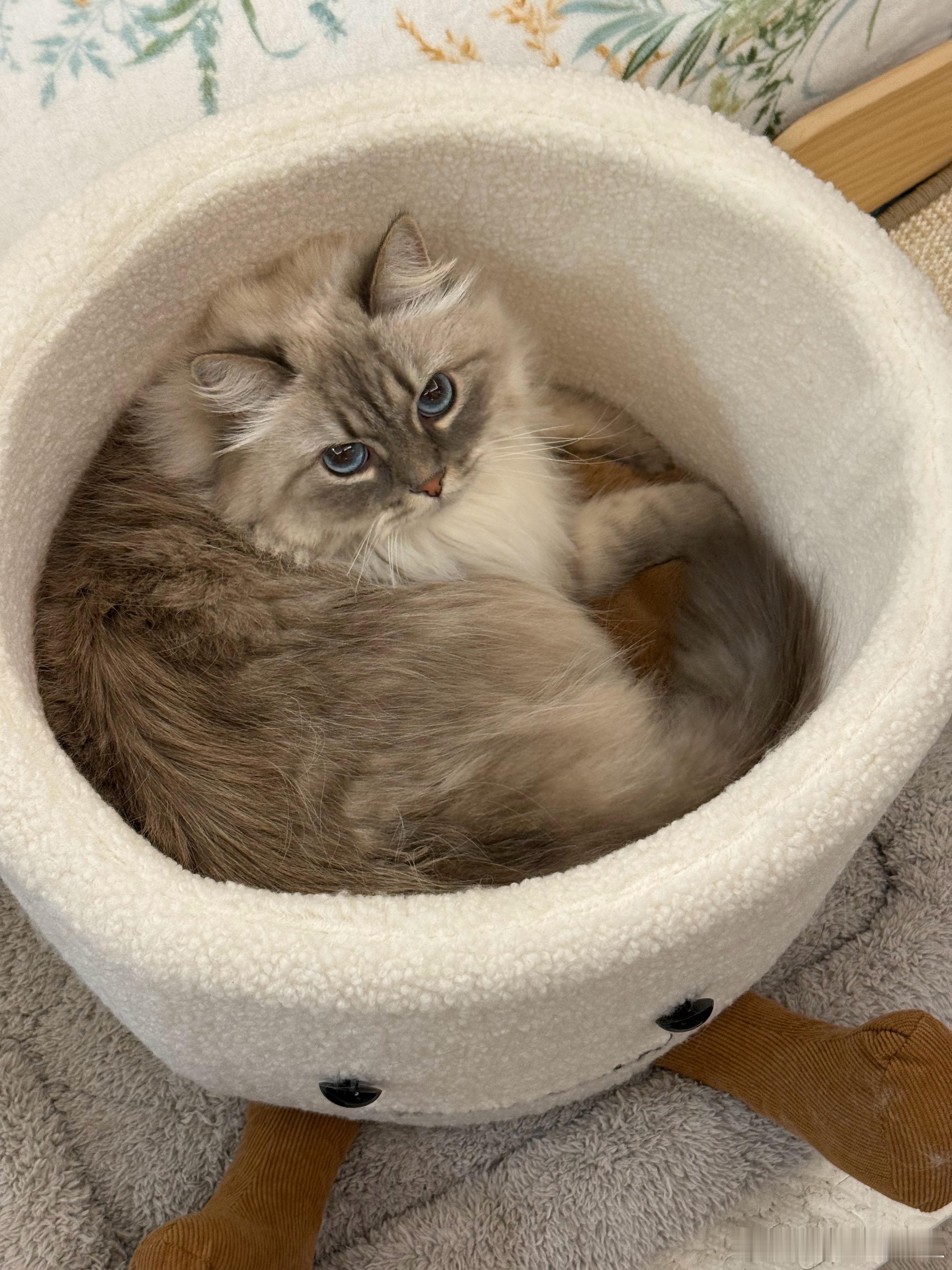 天气冷了，大家的猫猫是不是都进窝里睡啦