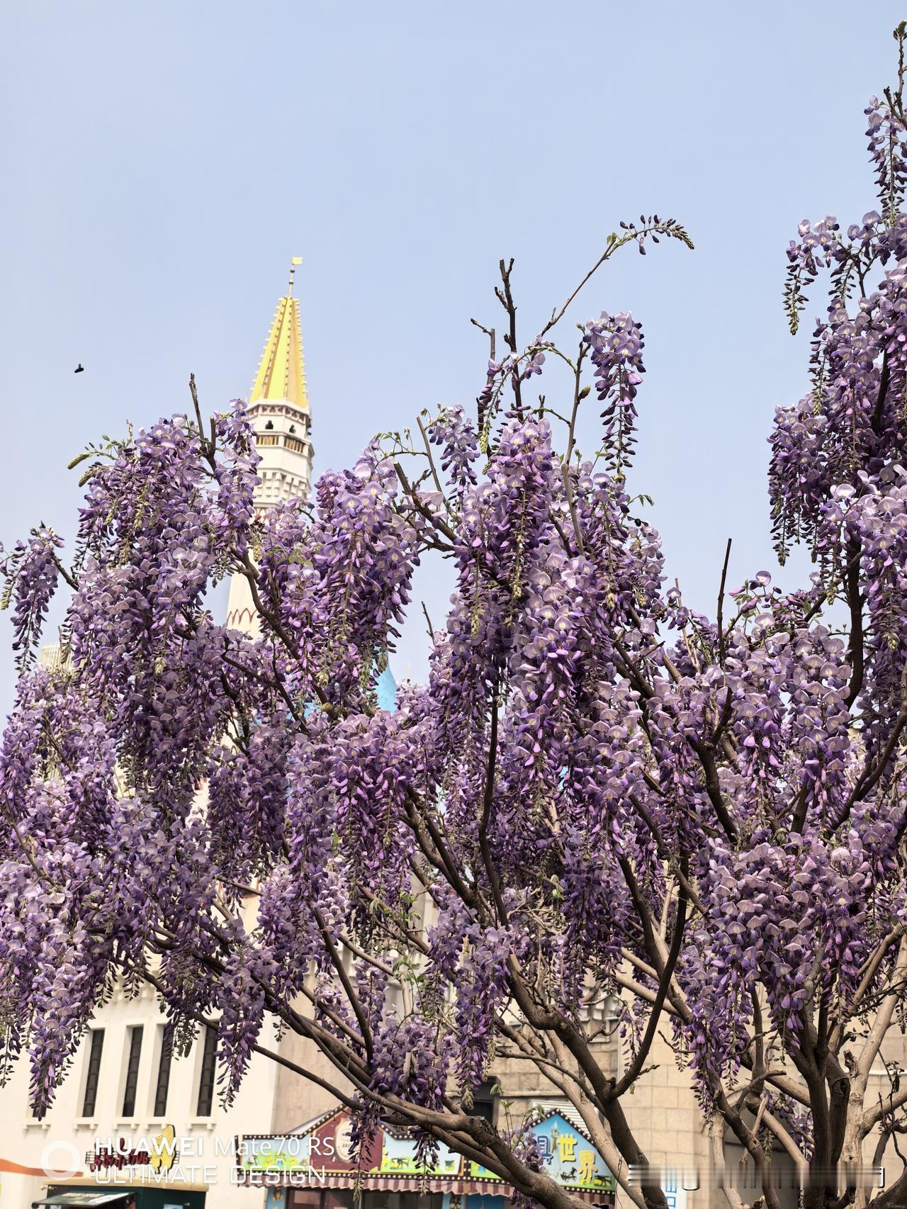 中药上市公司分红哪家高？1.达仁堂2025年净利润21.31亿元，年中每股