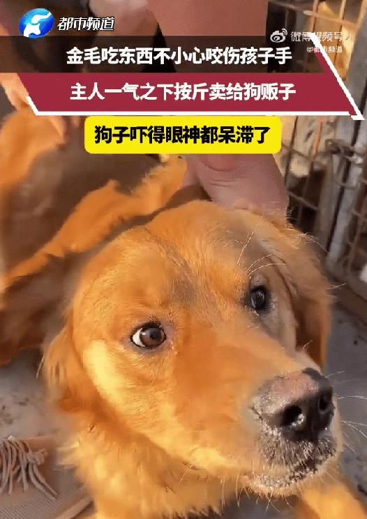 安徽，一只金毛吃饭时不小心咬伤了孩子的手，主人一气之下直接按斤将狗卖给狗贩子。可