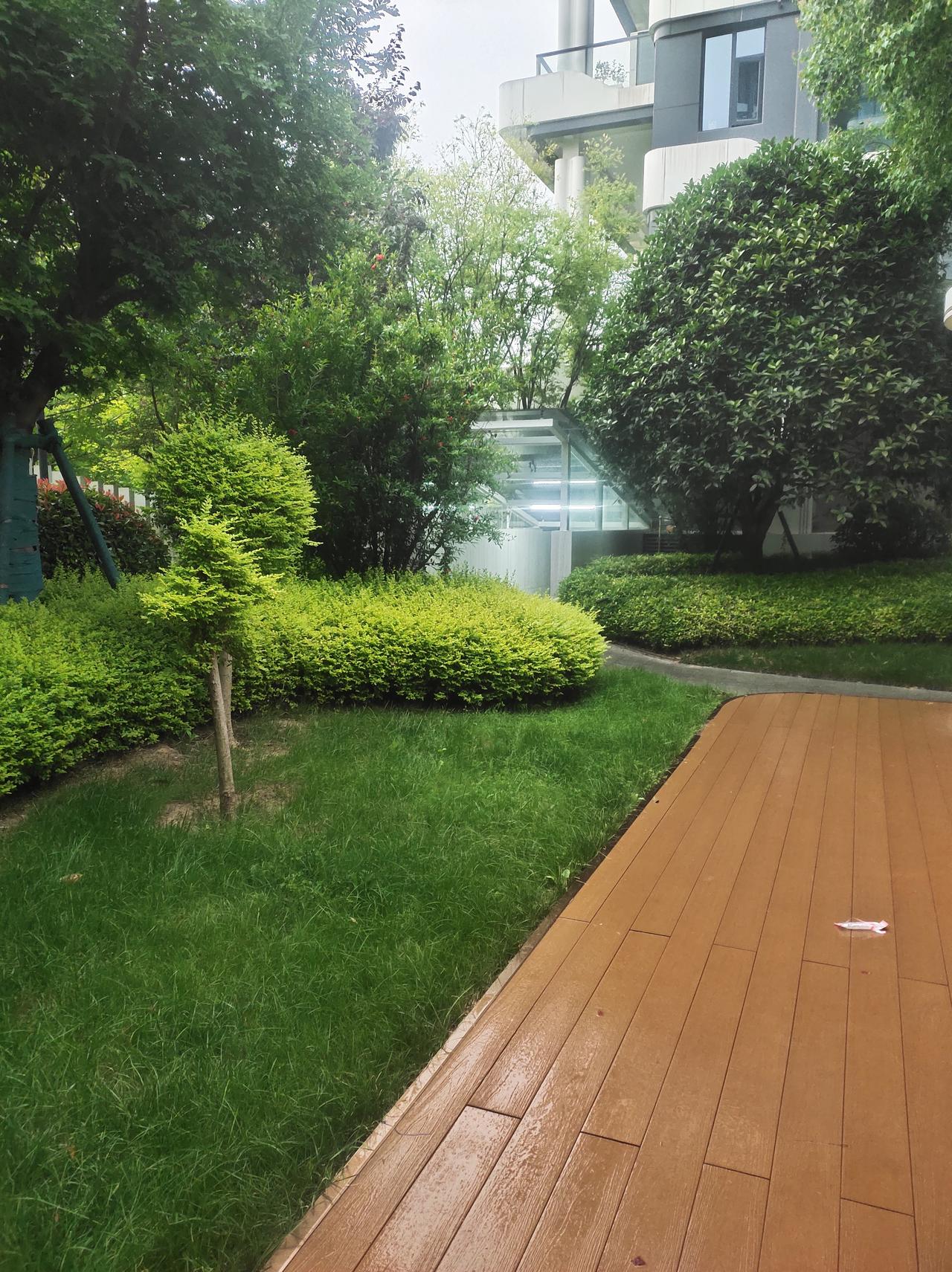 雨后绿意盎然的庭院，木质小径蜿蜒，静享自然之美。🌲🌿💦💦