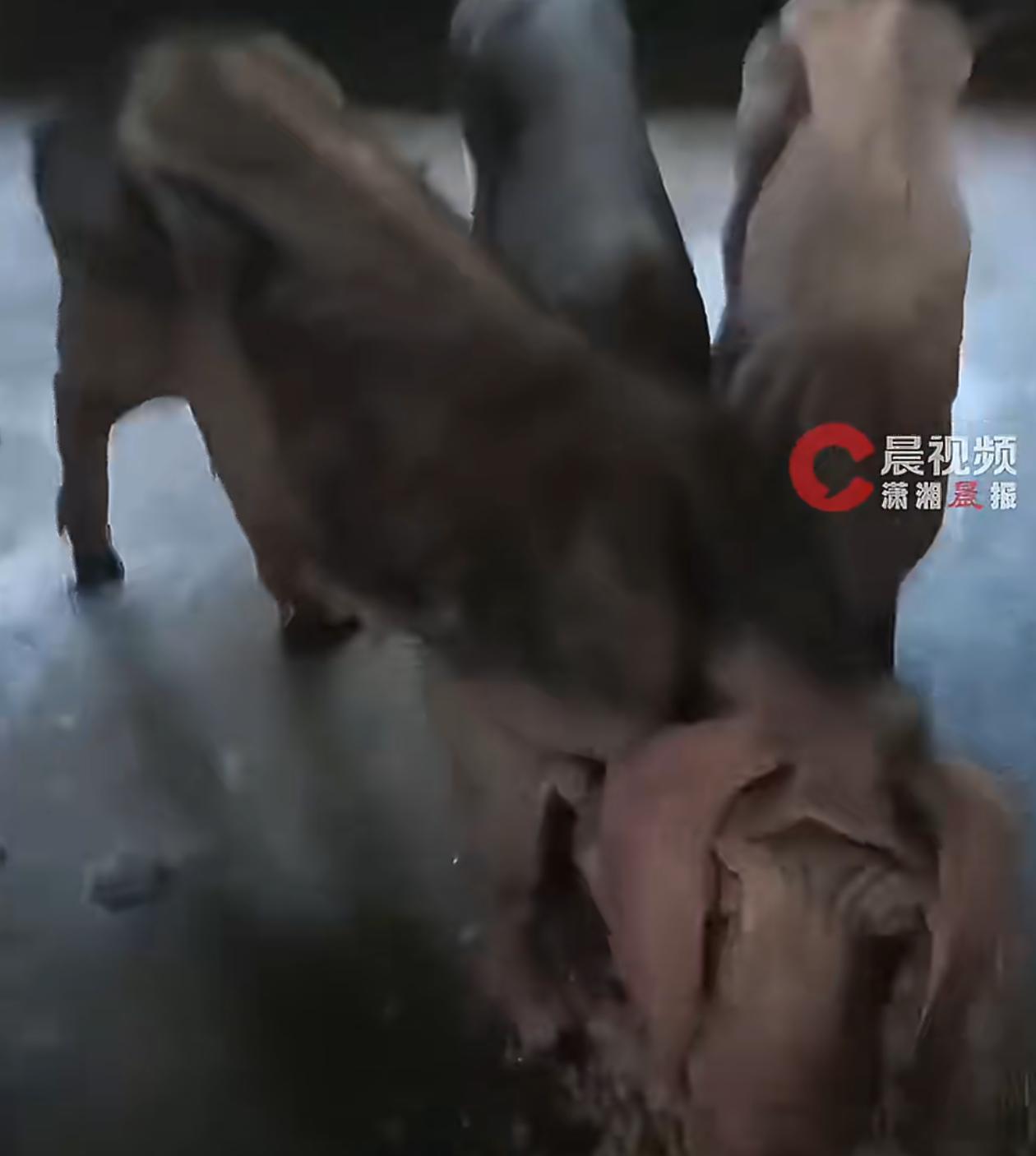 “大开眼界！”8月13日大河报报道，广东一名男子养了一头猪，这猪和别的猪截然不同