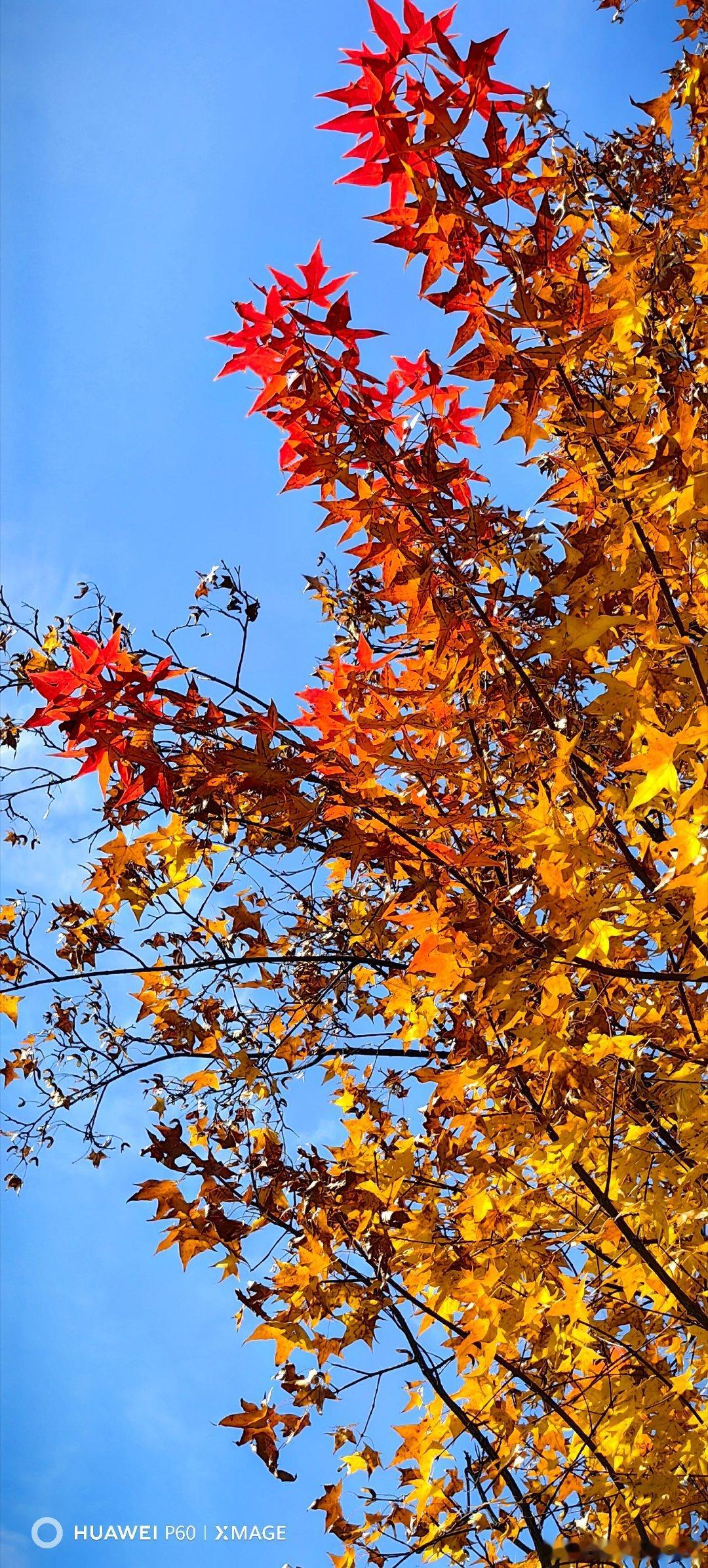 秋日壁纸大放送秋风送走了落叶，镜头留住了秋天最美好的瞬间。秋日手机摄影摄