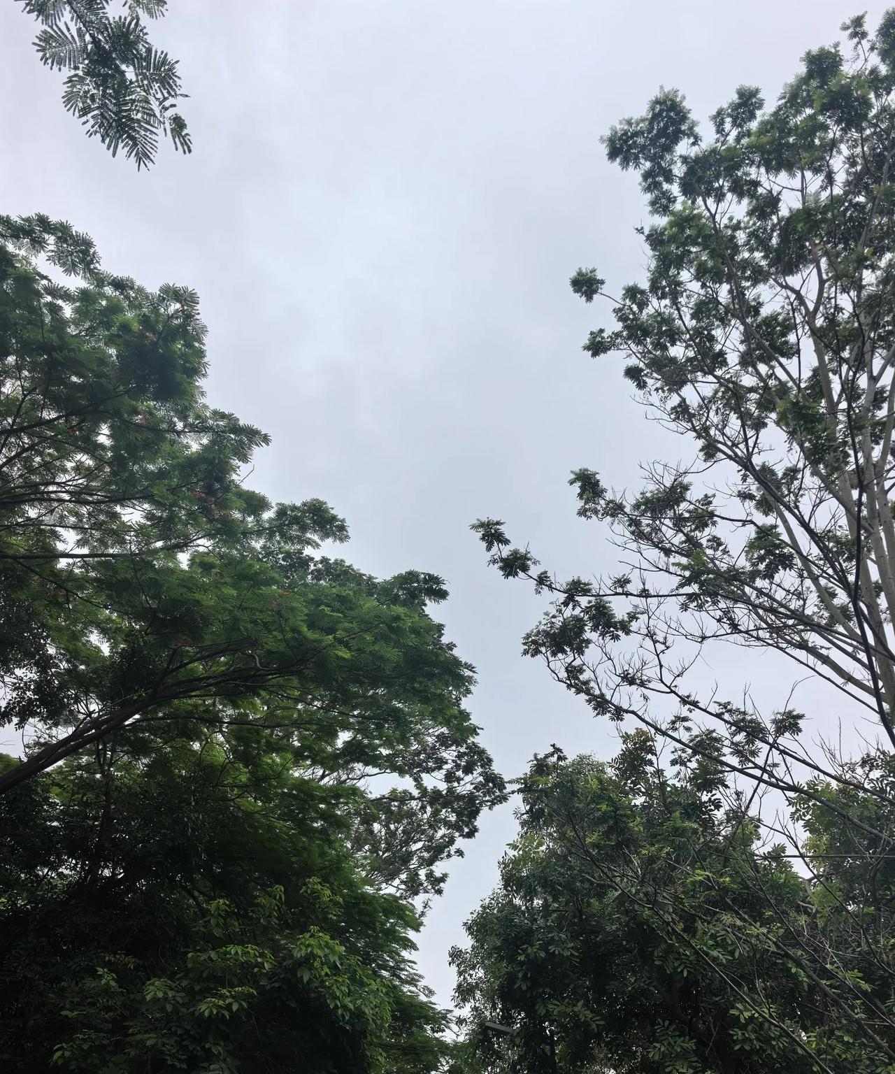 6.19行情走势：不讲弯弯绕绕的了，目前市场主要被量化控盘，市场除了游资抱团已
