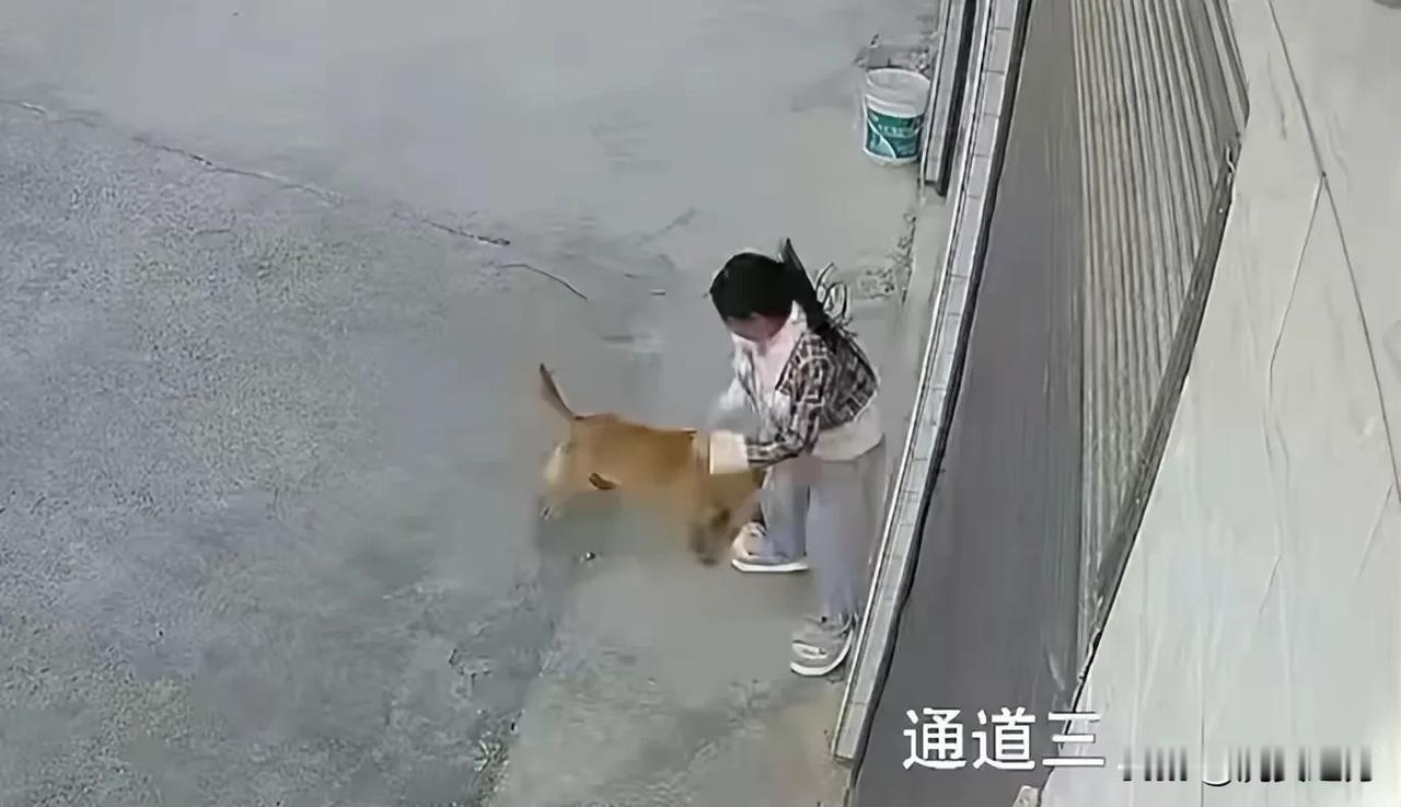 湖南该好好管管狗患了!尤其农村流浪狗多的惊人。用麻醉枪偷狗的行为也被禁止了。1