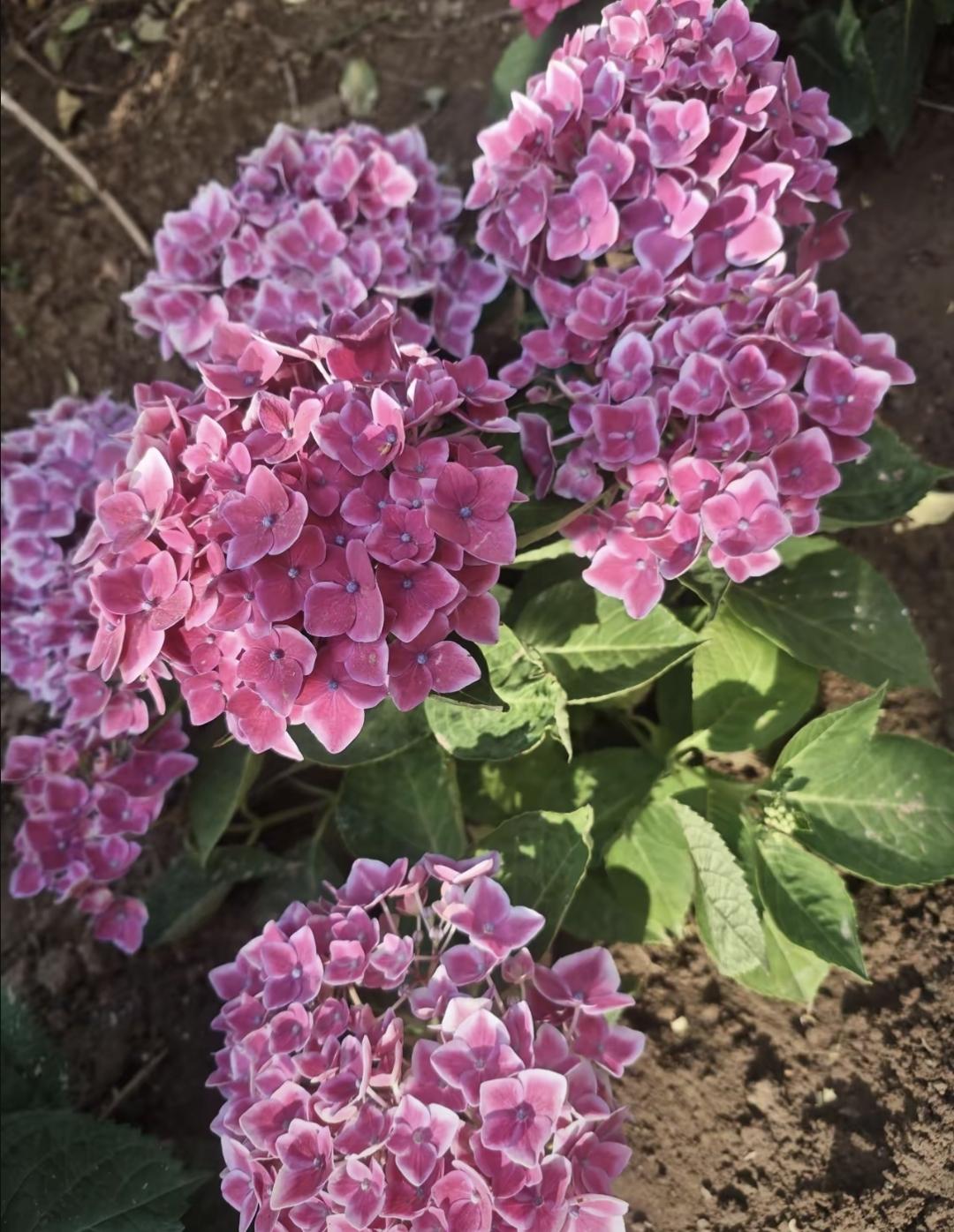 昨天保洁阿姨来收拾，看见我冰箱里三盒冷冻猪肉、两袋真空鸡腿，还有没拆封的腊肠。她