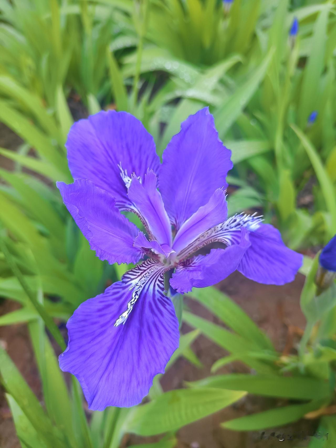 这小花多漂亮，形状就像真的蝴蝶，只是颜是紫了点，一大片很是壮观！