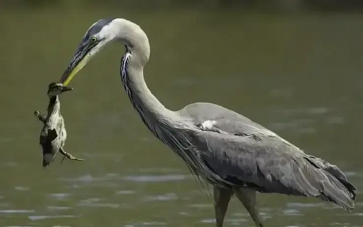 L把侄子水杯递过去那一刻我突然被戳中。她写老李已经出门公公抢包子小李打包虾没人