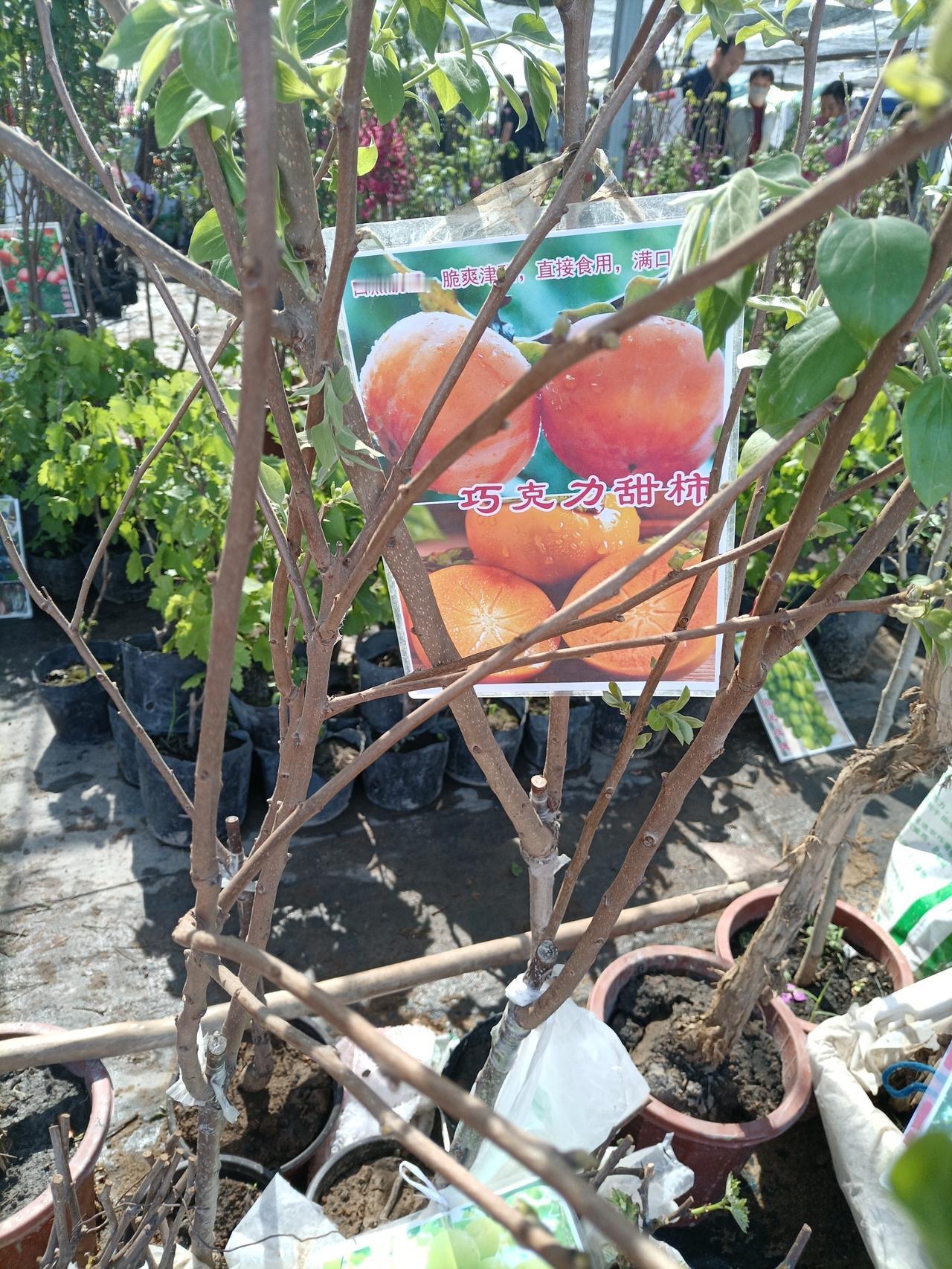 相信在每个人心中，都有一颗水果自由的梦想，我也不例外。去年春