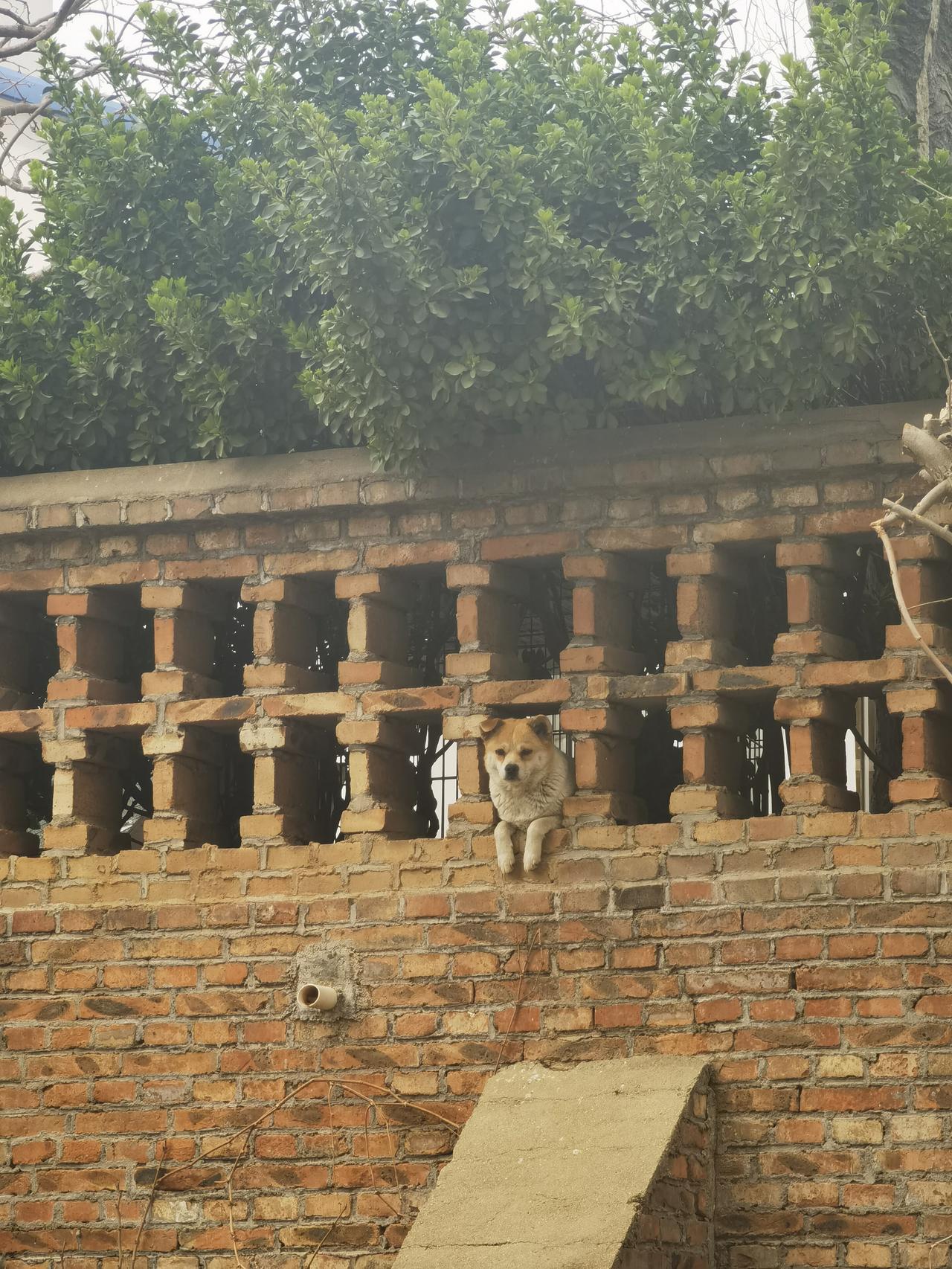 有消息称，山东高速男篮拟引进昔日效力过的外援吉伦沃特以赞替手指骨折的颗粒丝袜，但