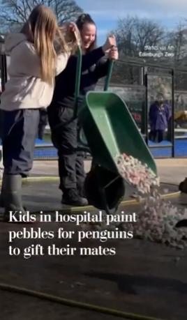 【爱丁堡动物园的雄性巴布亚企鹅为了吸引雌性，会向它们赠送漂亮的鹅卵石，以此表达爱