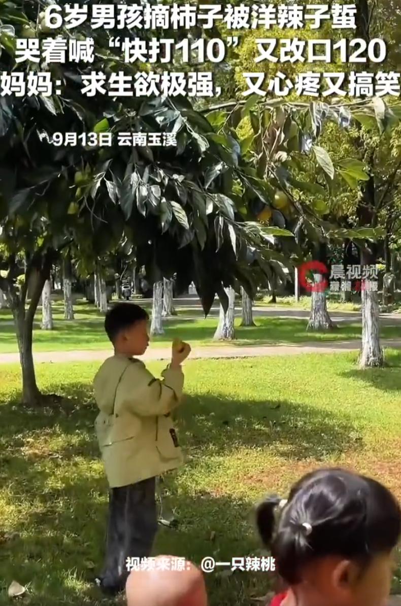 又心疼又好笑！云南玉溪一名6岁小男孩，满心欢喜去公园摘柿子，没想到随手一碰，直接