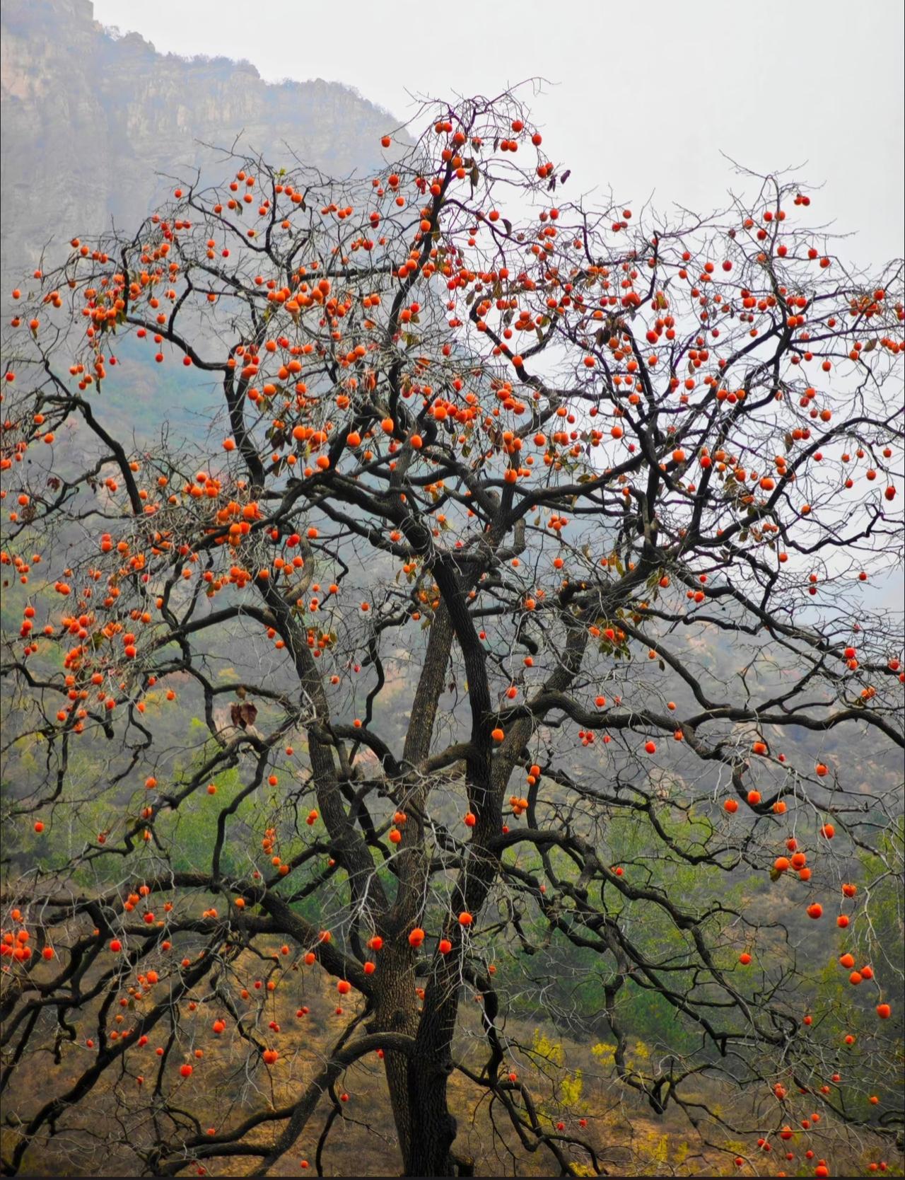 冬天是吃柿子的季节尤其是树上自然成熟的吃到嘴巴里就跟吃蜜一样而且挂满了果