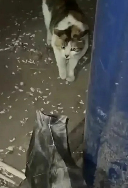 猫：卧槽完了鬼打墙了
