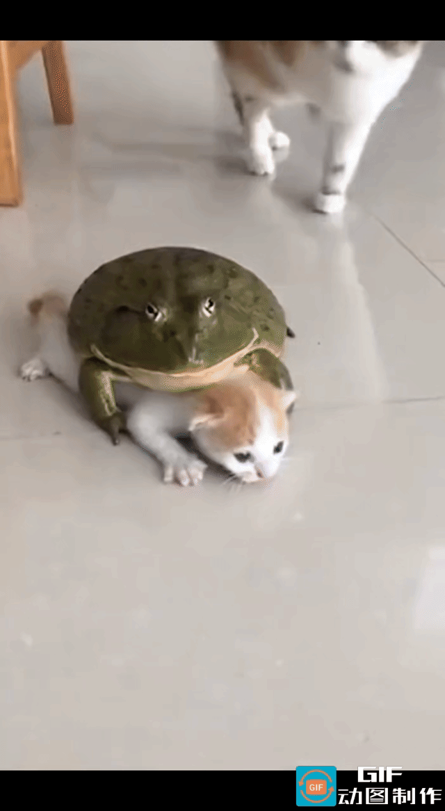 猫妈转到前面一看，简直气得要发疯，它心爱的宝宝，竟然被一只丑陋的大青蛙死死压在身