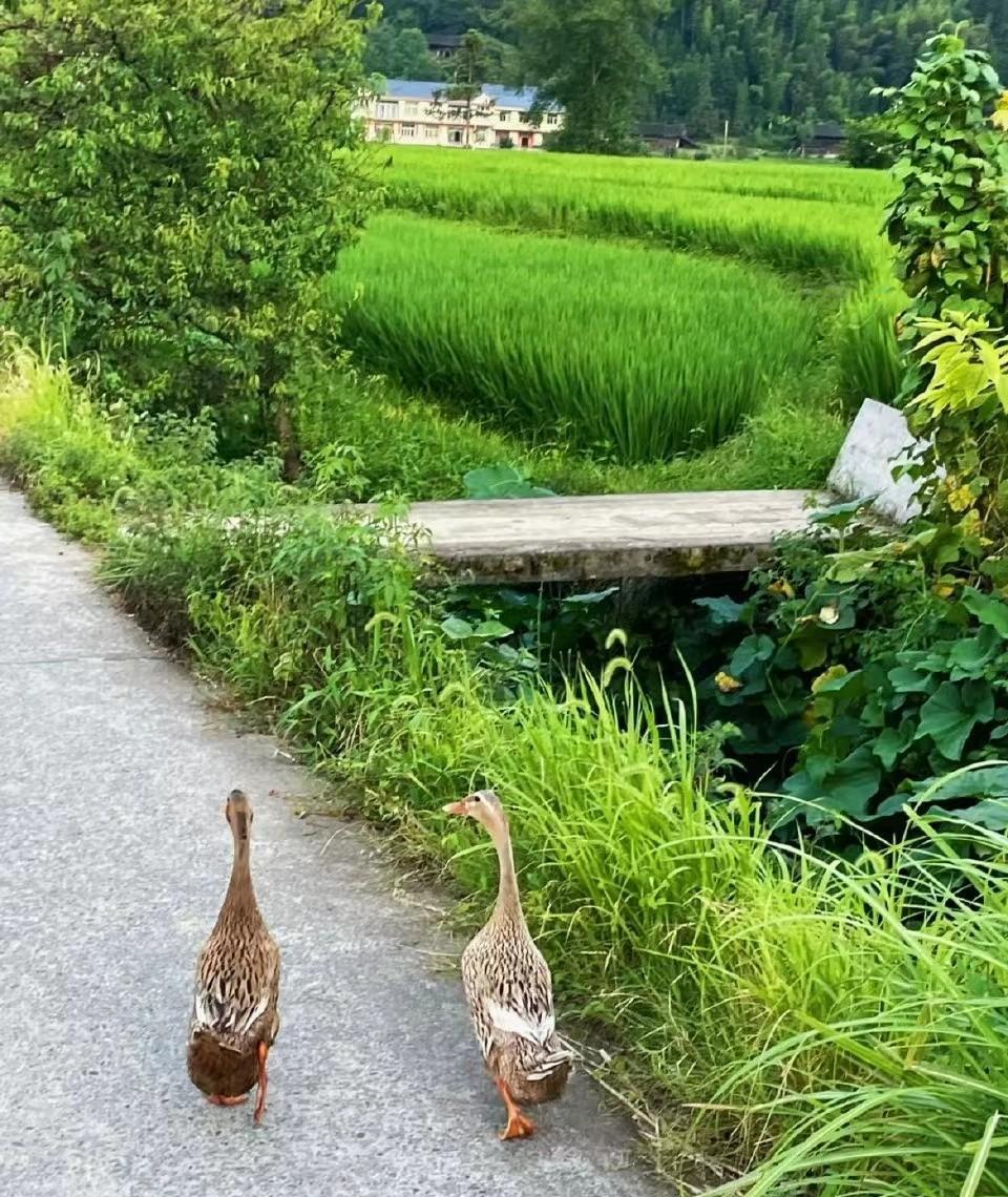 小时候家家都养鸡，而且养的最多的还是老母鸡。我每次都是等母鸡离开后才去掏鸡蛋。