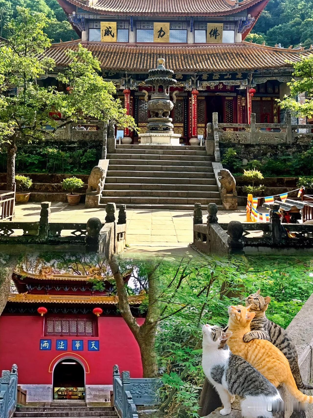 法雨寺僧寮里搜出日本间谍的密写情报，真是让人瞠目结舌。这普陀山法雨寺香火鼎