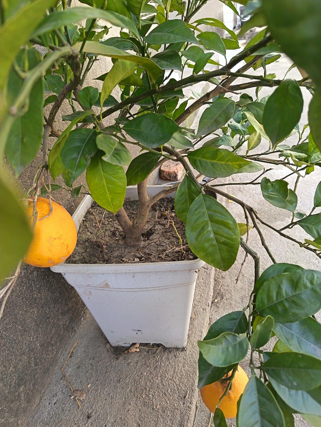 儿子的日子都快过不下去了，做父母的该不该帮衬一把！邻居王叔的儿子五年前包工程