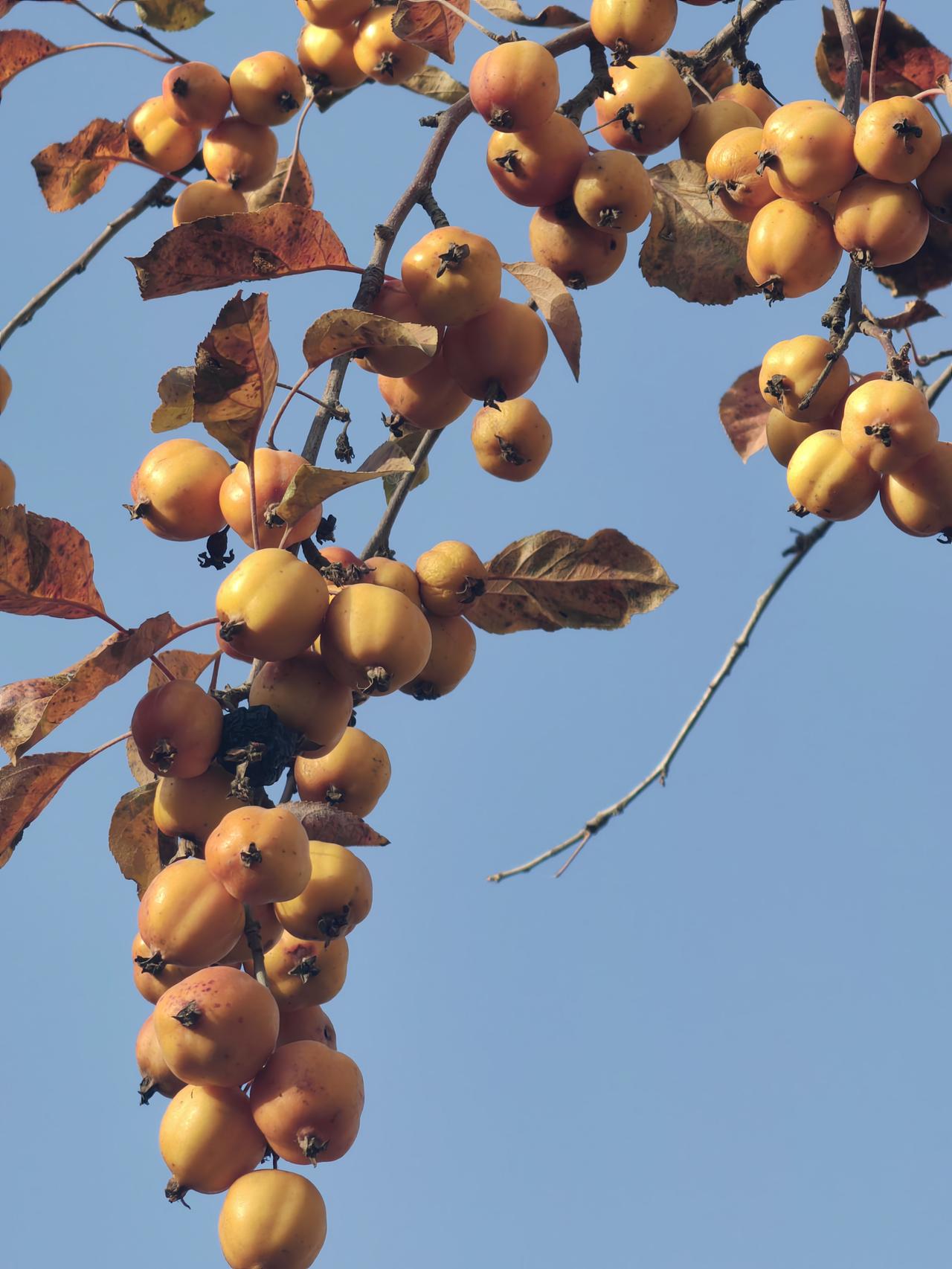 宁夏银川的深秋，宛如一幅由秋叶与海棠果交织而成的浪漫画卷。深秋时节，中山公园、