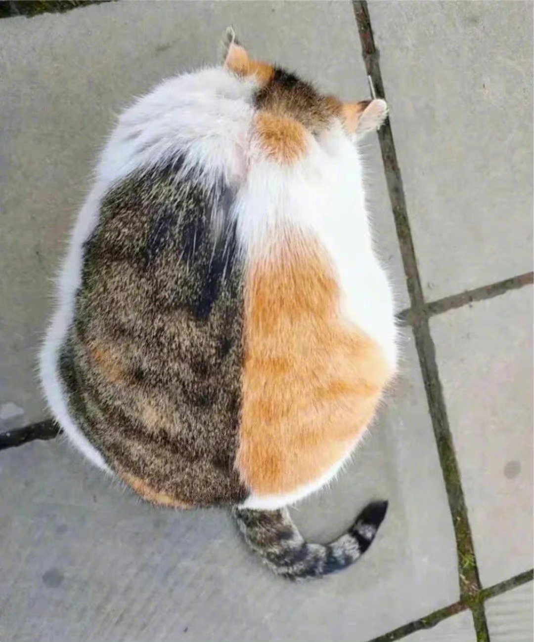 以为是两只猫……