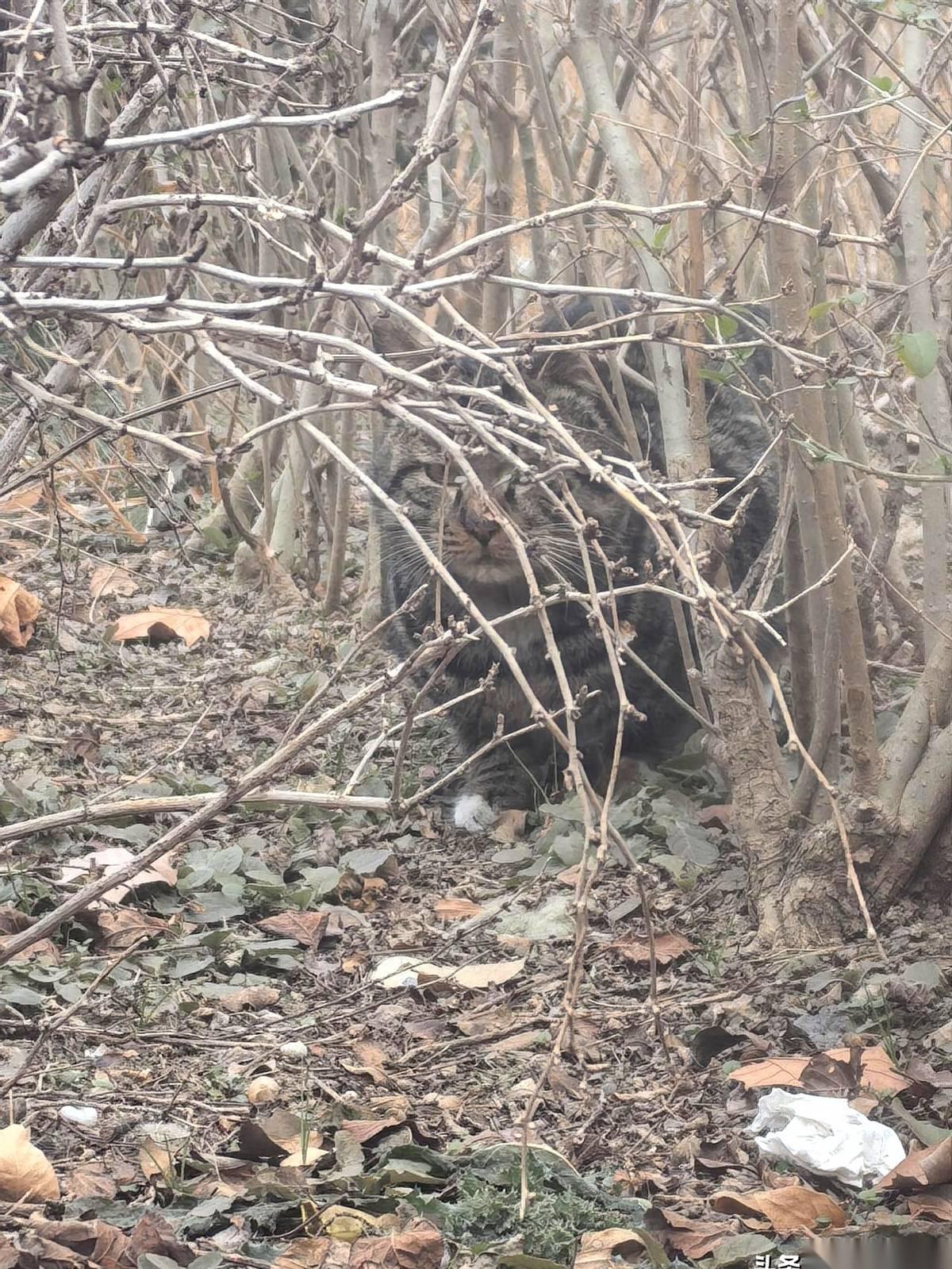 8针啊，硬生生打了8针升血小板的药，结果你知道怎么样？从75，变成了79。医