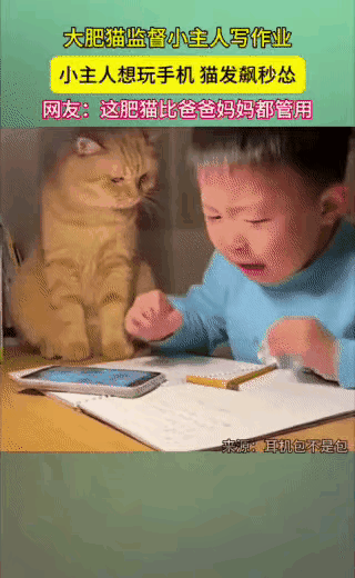 橘猫（翘着尾巴瞪圆眼）：小子，笔都拿反了！笨得跟隔壁那只傻狗似的。你再敢玩手机，