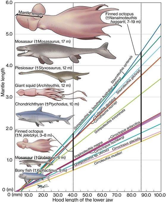 白垩纪巨型章鱼体长可达19米，曾称霸海洋食物链顶端。　　长期以来，人们普遍认为