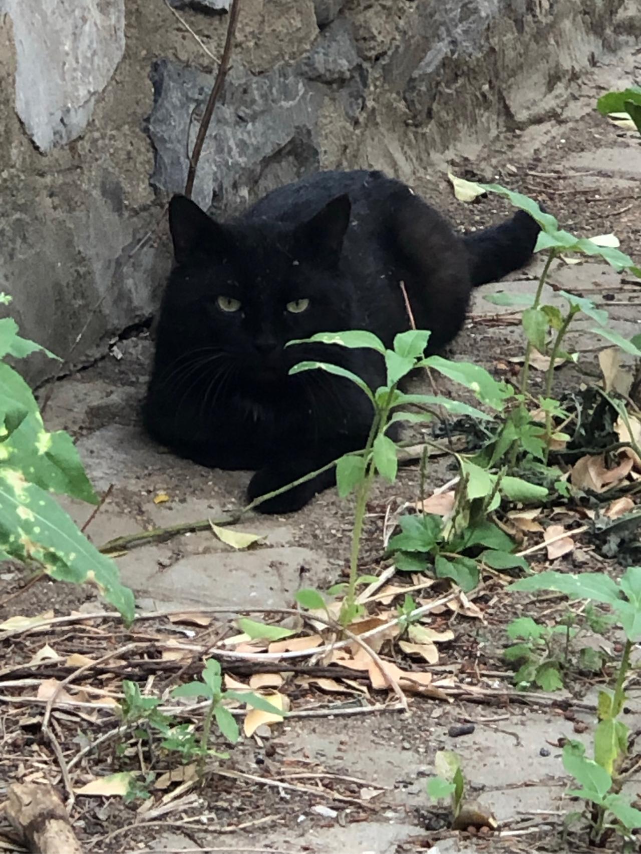 那些对流浪猫赶尽杀绝的人，你们不觉得惭愧吗？2025年11月初，杭州一个老旧居