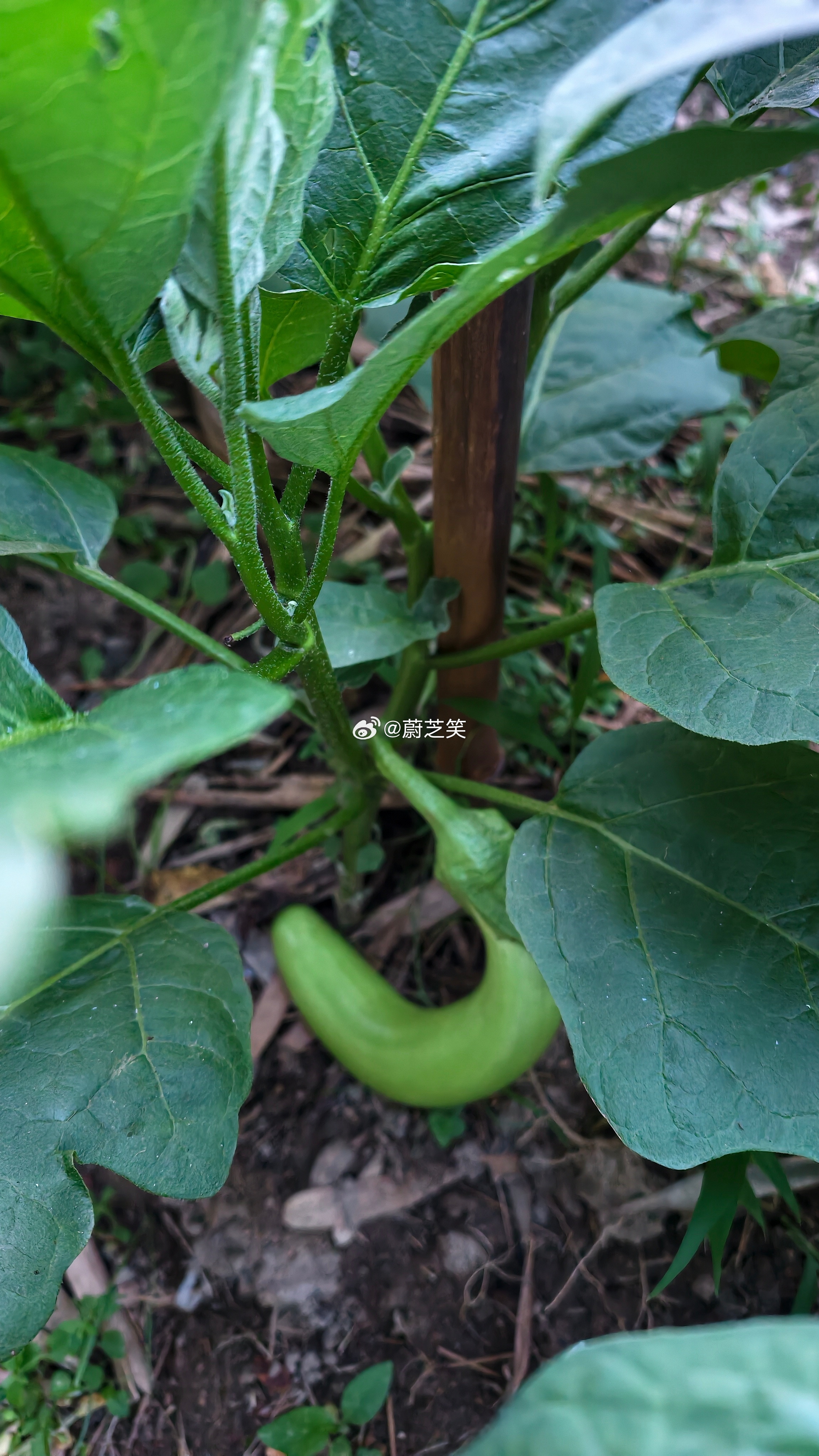 笑容的美食这是什么？爸爸说，这是茄子好大一个呀～