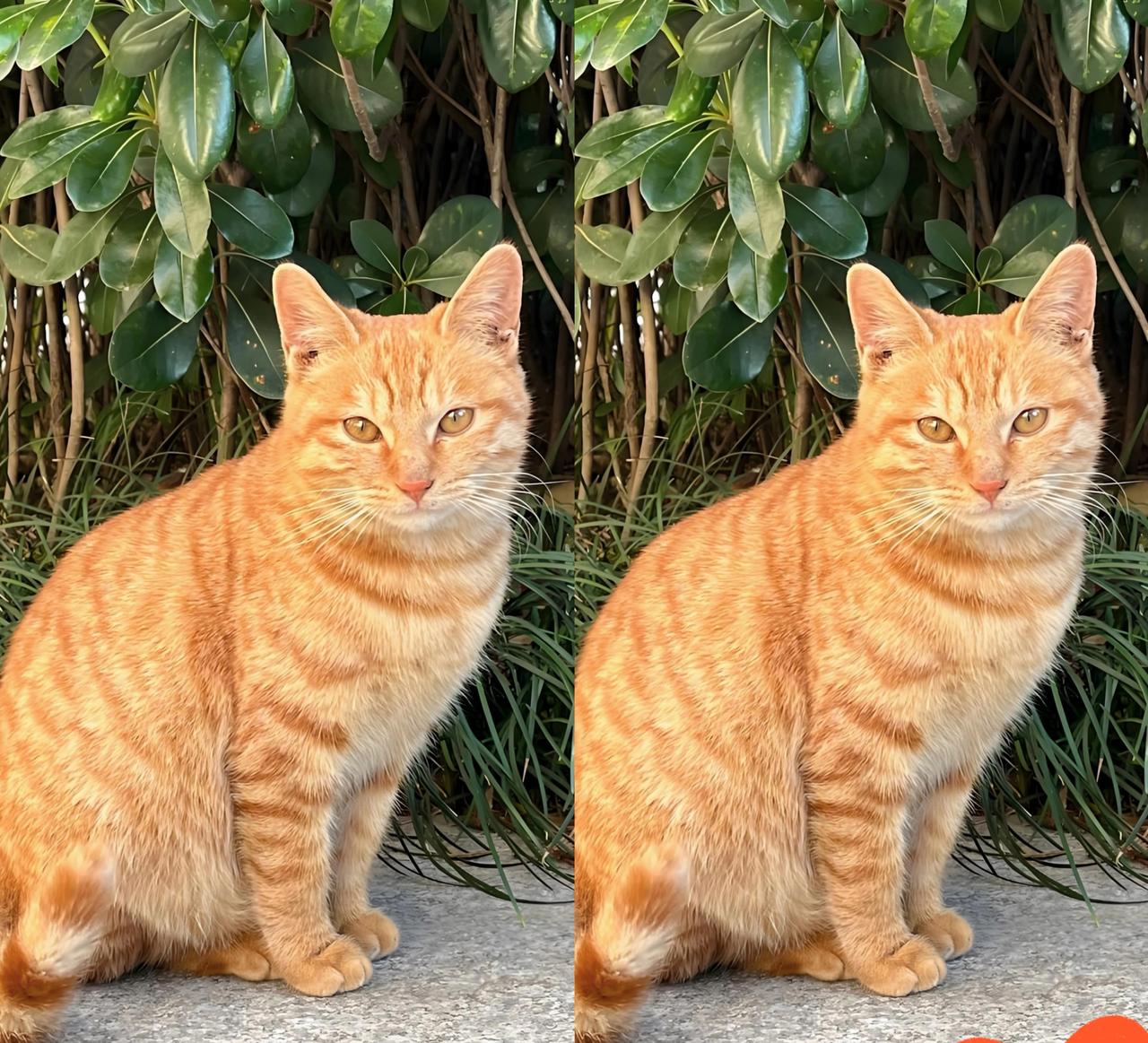 大年三十闯进家的流浪猫，竟被当成不吉利往外赶，我当场把它救了下来！