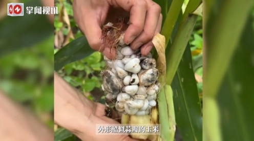 活久见！”近日，广西，一村民在玉米地里发现了长得像“蒜瓣”的玉米！原本金黄的玉米