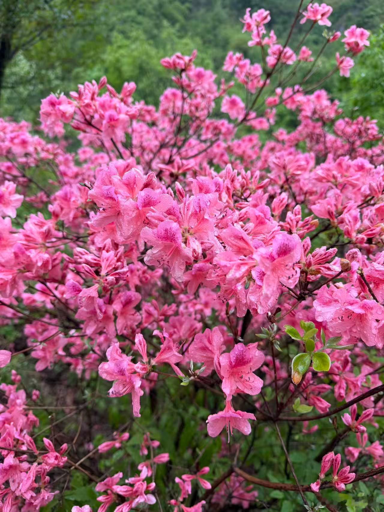 用杜鹃花打开河南的春天河南的春天正被漫山遍野的野生杜鹃点燃，尤其西泰山的十万亩
