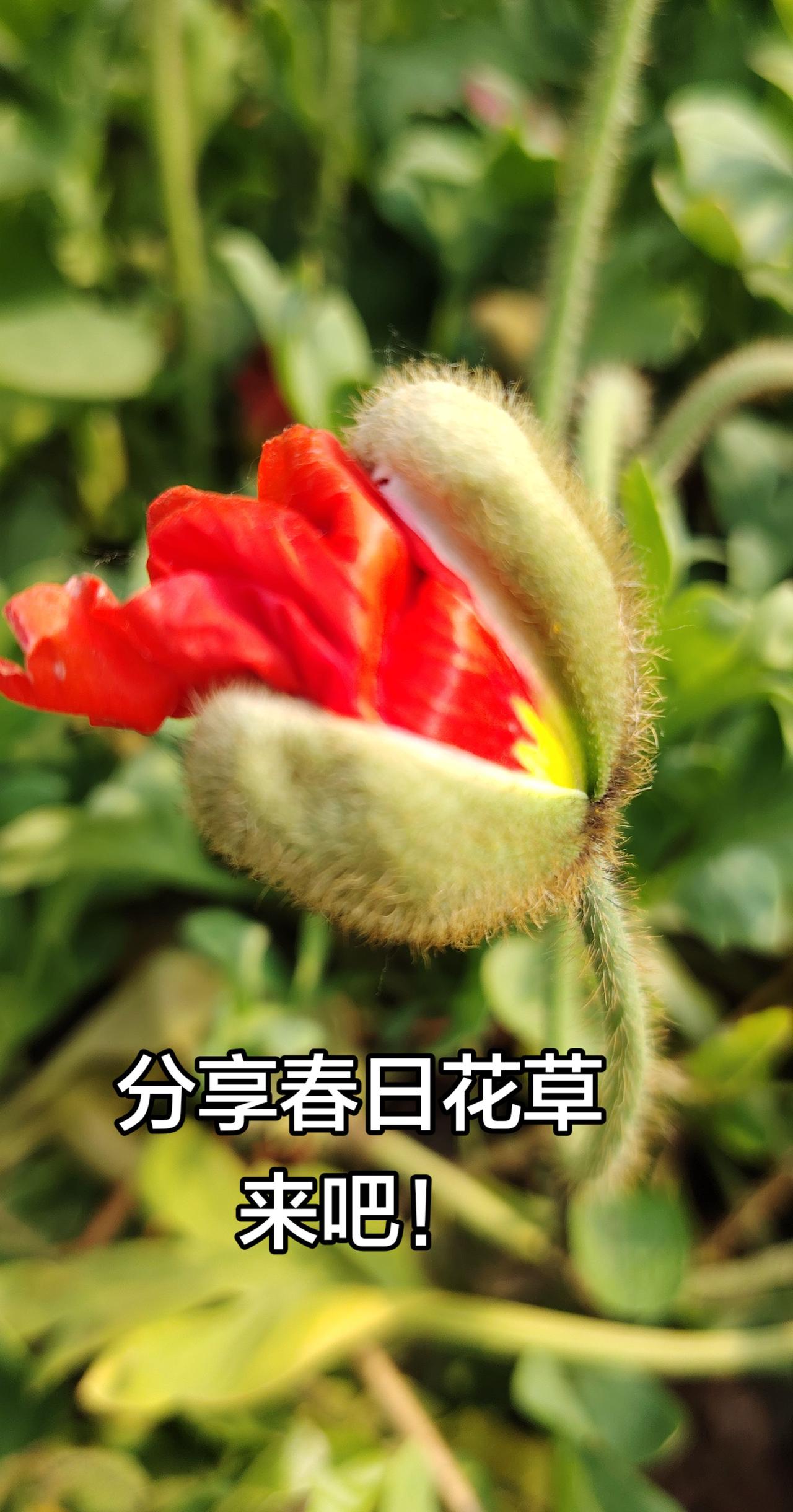 看见好看的花就想拍下来有和我一样的吗？手机摄影