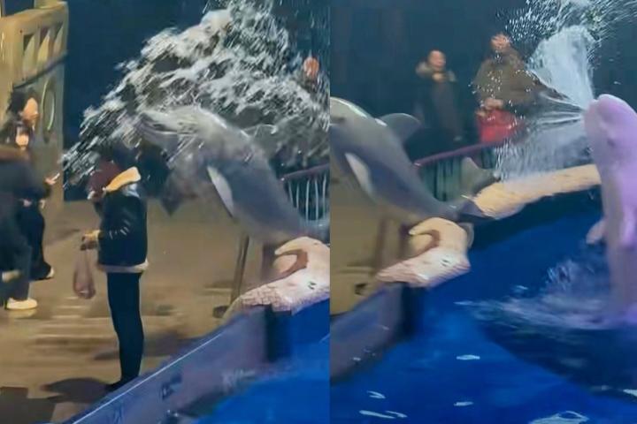 海洋馆内男子公然吸烟，竟被白鲸精准喷水浇灭香烟，引来一片哗然。海洋馆内，一名中
