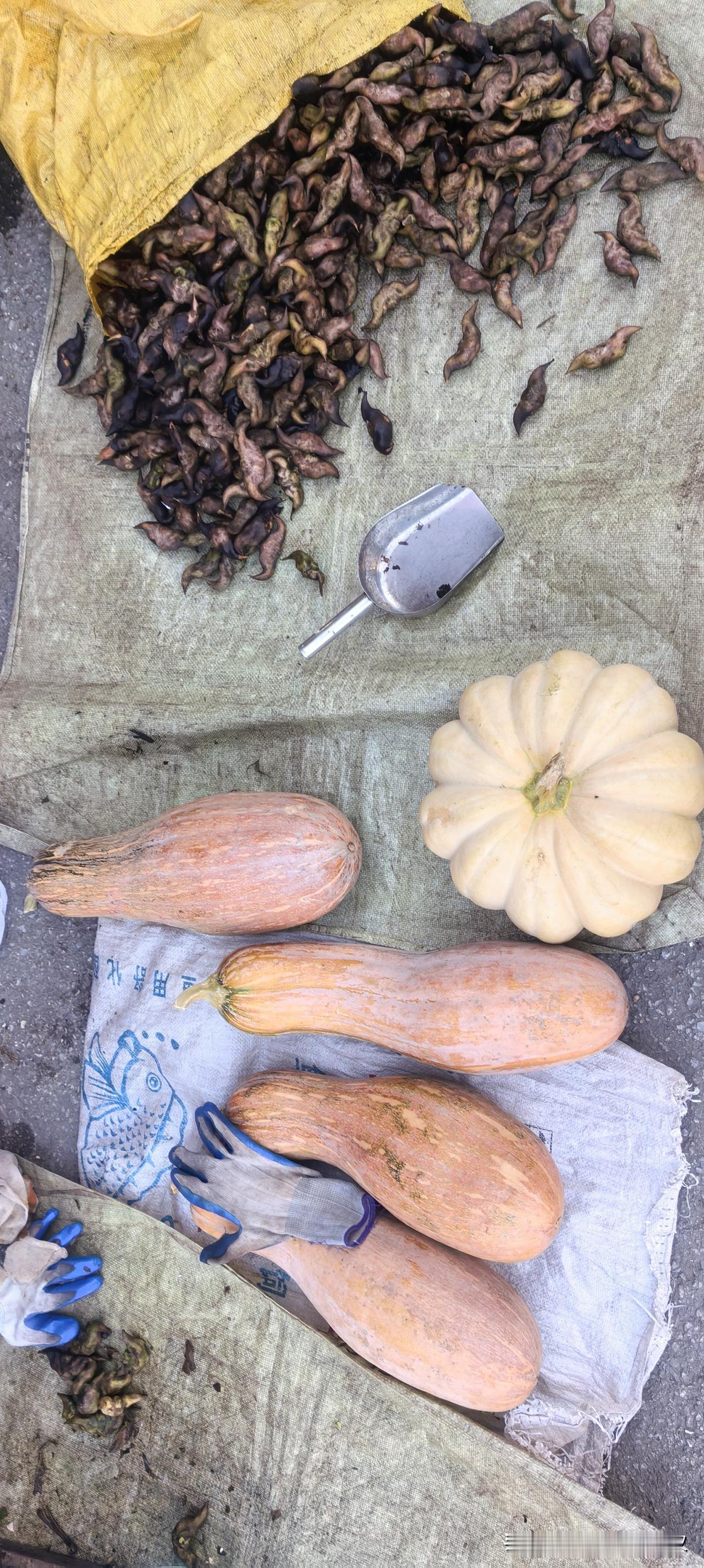 今天上午要回武汉，我早早起了床，去菜场买菜带回去。油田这边的菜很新鲜，都是附