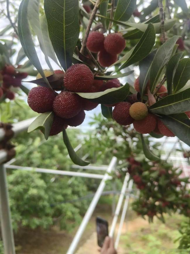 泡药杨梅曝光后不少商家主动断货福建杨梅销售受阻。初夏时节，酸甜可口的杨梅逐渐迎