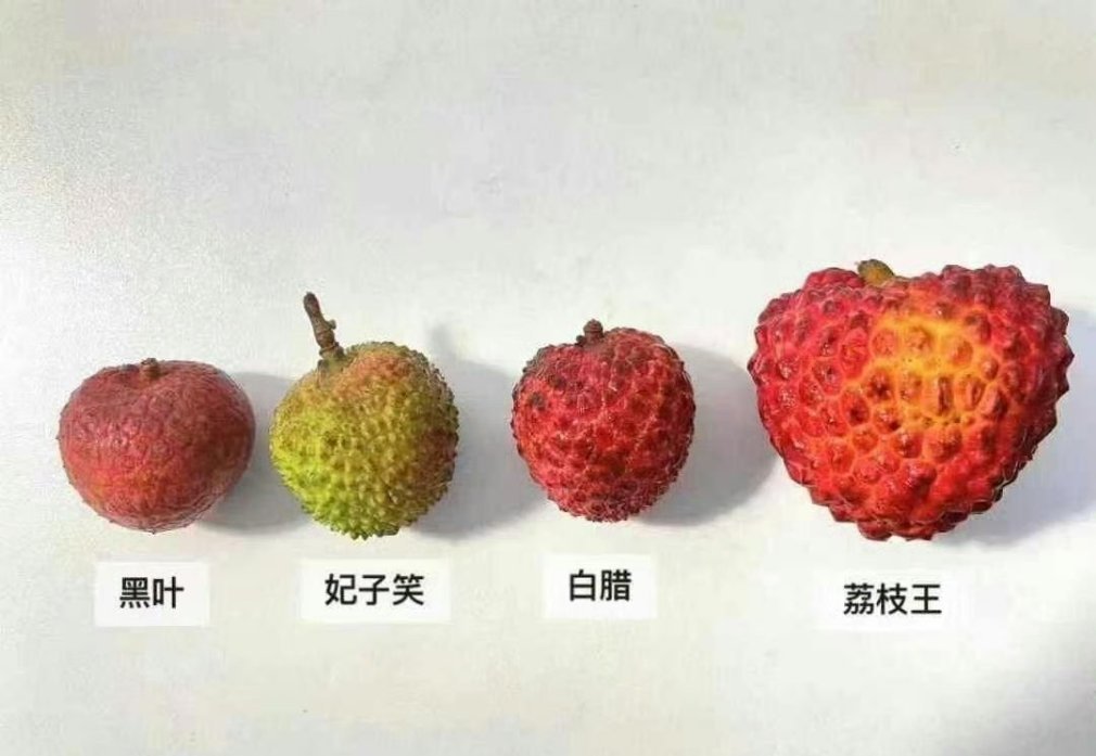 你选哪个品种的荔枝？​​​