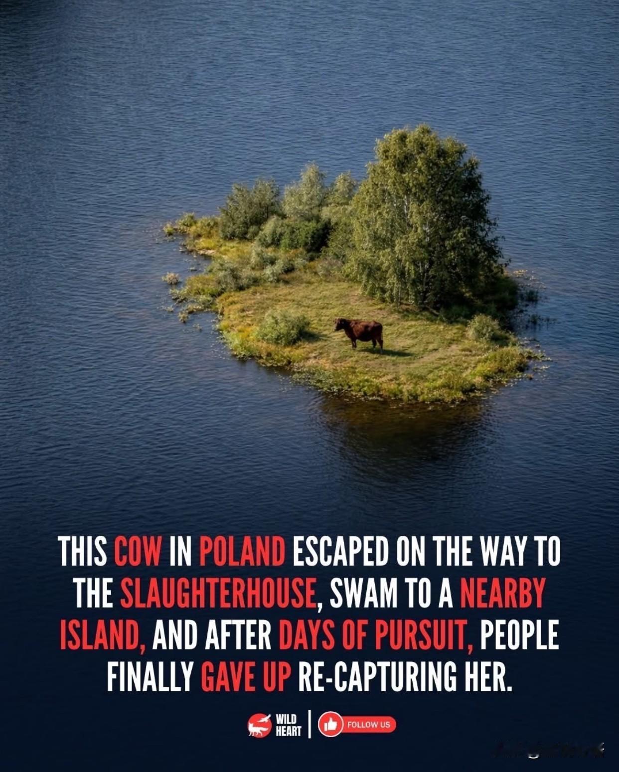 一头母牛的“越狱”：活着，是最酷的反抗谁能想到，一头待宰的母牛，竟靠自己逃出