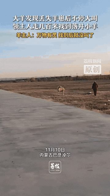万物皆有灵！内蒙古，主人家丢失一只小羊羔，没想到母羊不仅能听懂主人的话，竟然还真