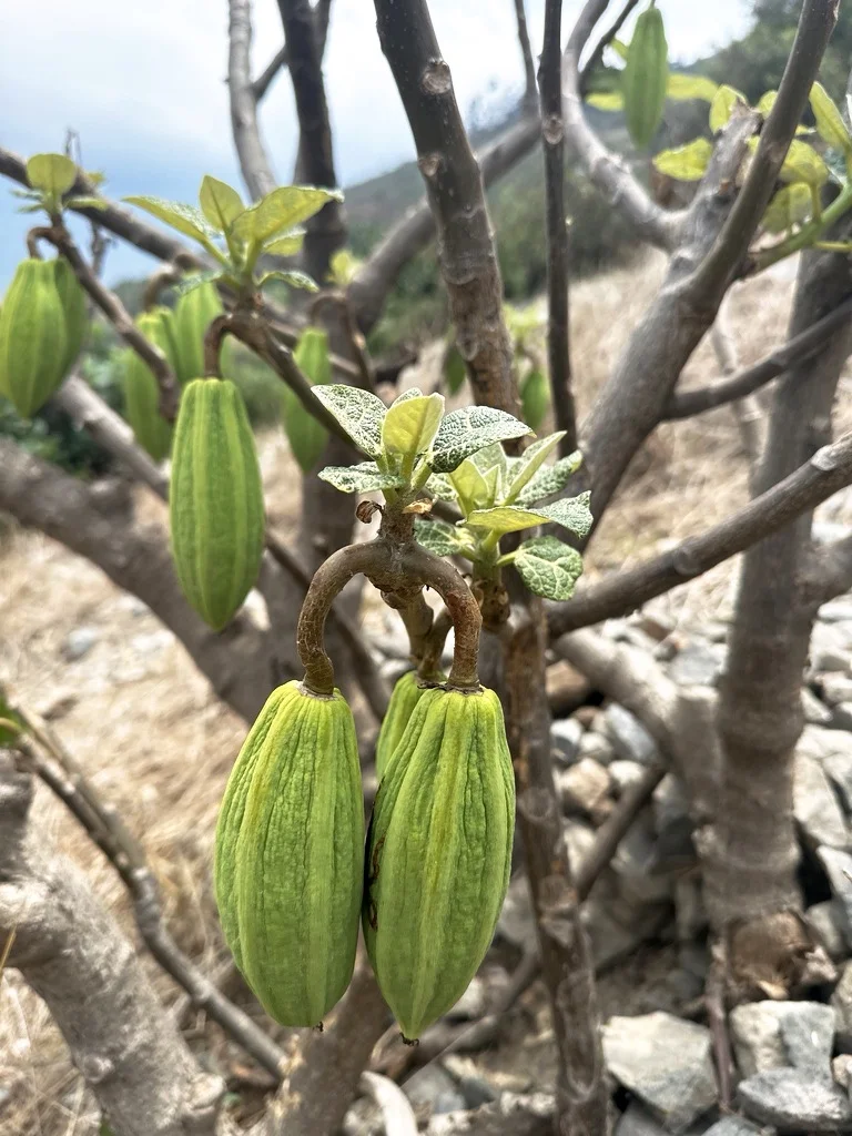 稀有高原木瓜Carica candica