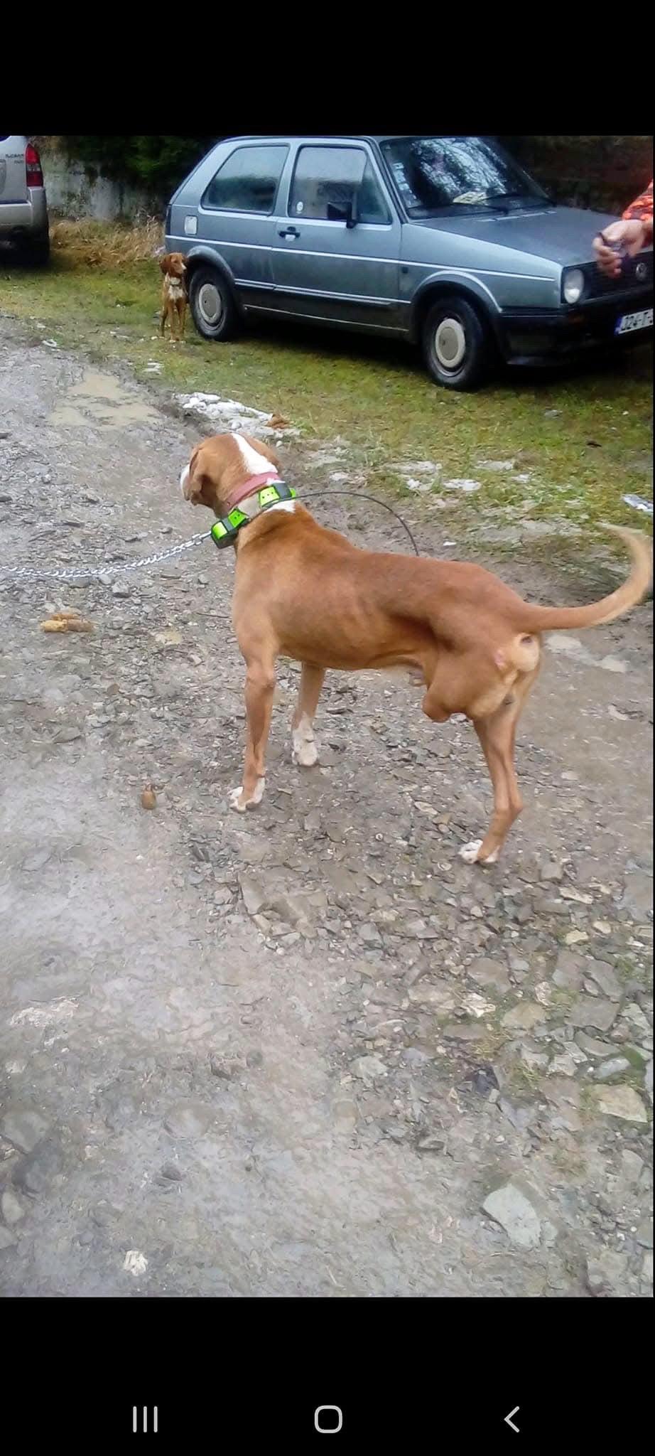有故事的波萨维兹猎犬